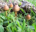 Psilocybe mexicana from Jalisco, Mexico