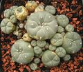 Lophophora willamsii