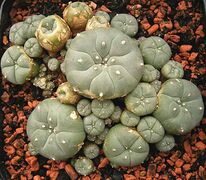Lophophora willamsii