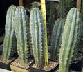 Echinopsis peruviana