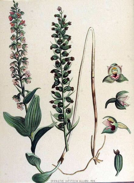 File:Epipactis helleborine.jpg