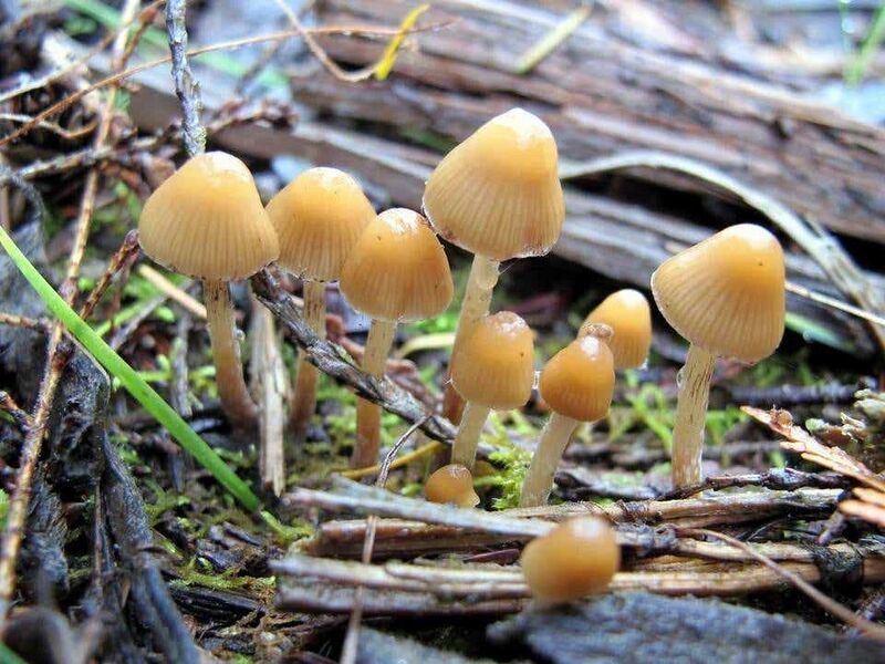 File:Psilocybe pelliculosa 122504.jpg