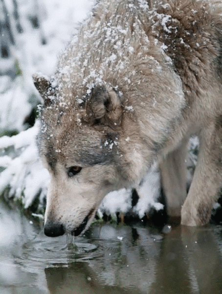 File:White Wolf Drinking Water by Anonymous.gif
