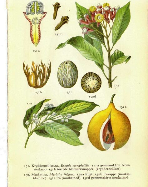File:Myristica fragrans.jpg
