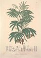 A drawing of M. tenuiflora