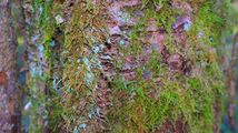 Moss on tree bark by Chelsea Morgan