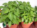 Leaves of S. divinorum