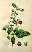 Atropa belladonna