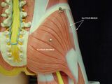The gluteal muscles are a common spot for IM injections due to the abundance of muscle tissue.