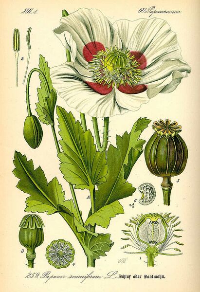File:Papaver somniferum (Botany).jpg