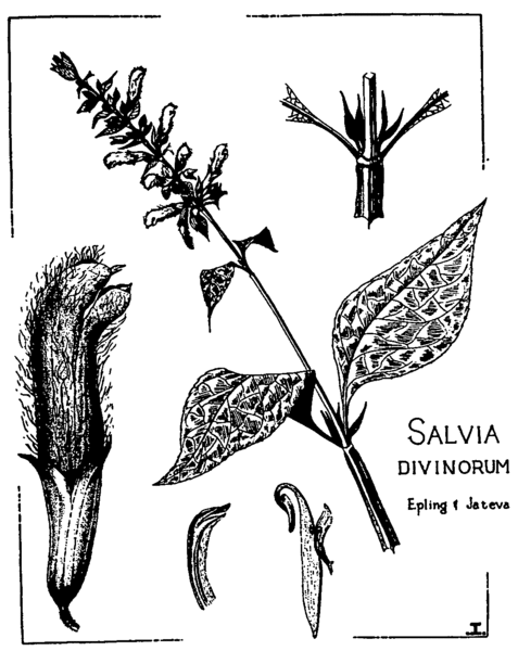 File:Salvia divinorum.gif