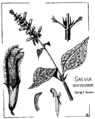 Drawing of S. divinorum
