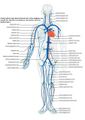The safest injection sites for I.V. use are on the inside of the arm.