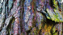 Tree Bark by Chelsea Morgan