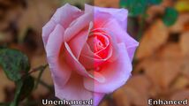 Rose by Chelsea Morgan