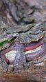 Smile in tree bark by Chelsea Morgan