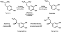 Thumbnail for version as of 18:42, 10 August 2025