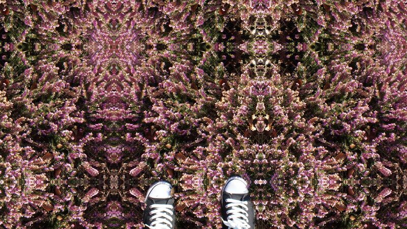 File:Flower Bush by Chelsea Morgan.JPG