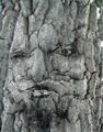 Face within tree bark by Anonymous