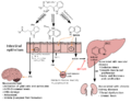 Thumbnail for version as of 18:38, 10 August 2025