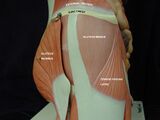 The muscles flanking the hip and the gluteus medius and maximus muscles can be used as IM injection sites.
